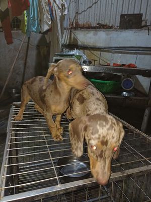 Cần bán bỉ mẹ nặng 2.7kg giá 2.3tr,1 lạp xưởng con. Mua bán Chó tại Huyện An Lão Hải Phòng được đăng bởi Ngoc phi