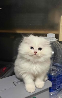 Mèo Anh lông dài mắt 2 màu
