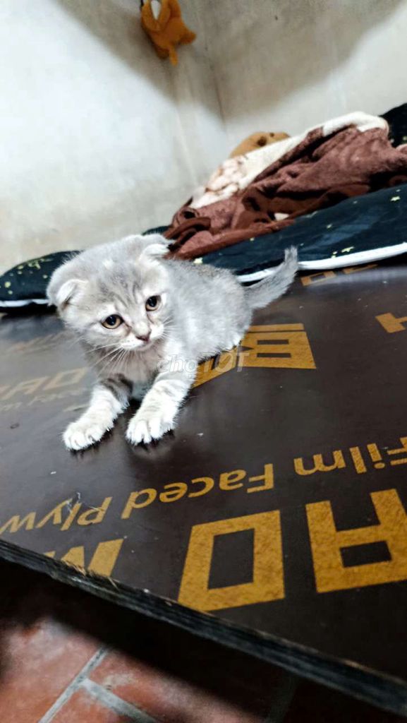 Mèo Anh lông ngắn Xám trên 2 tháng. Mua bán Mèo tại Huyện Việt Yên Bắc Giang được đăng bởi Thi Hoang hình 1