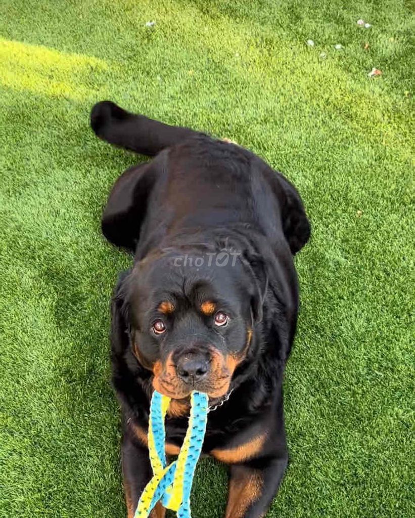 thương bé lắm nhưng k có thời gian chăm sóc. Mua bán Chó tại Thành phố Biên Hòa Đồng Nai được đăng bởi Phương Dung  hình 4