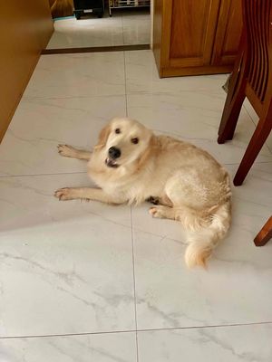 Chó Golden Retriever đực 7 tháng tuổi cực kỳ đẹp