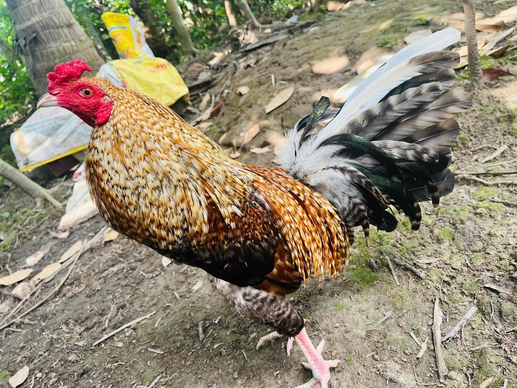 Gà cú lửa 2kg3 về chơi luôn tay tốt, rất sung. Mua bán Gà tại Huyện Trà Ôn Vĩnh Long được đăng bởi Thành Công hình 1