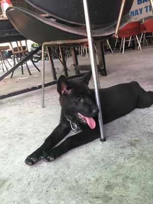 chó H’mông cộc,màu đen,3tháng tuổi,6,5kg
