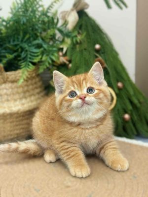 Mèo Anh lông ngắn màu tabby