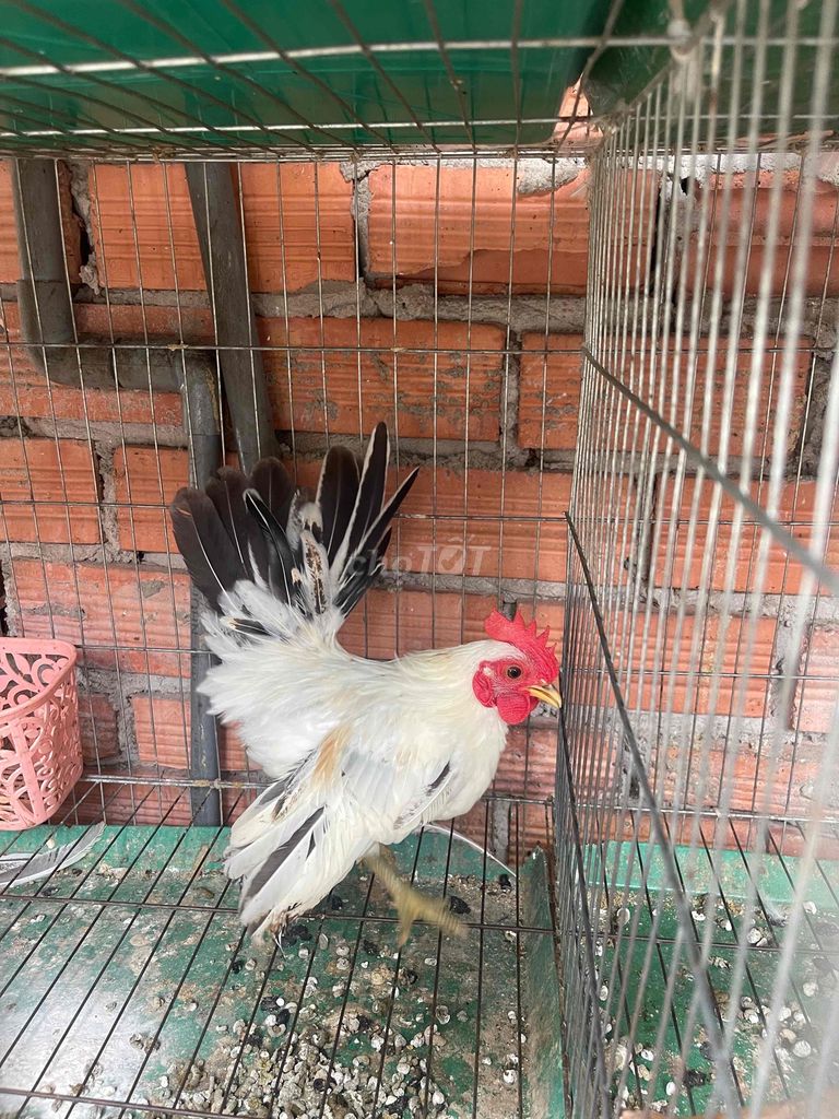 Gà Serama trống cần bán nhiều màu. Mua bán Gà tại Quận 8 Tp Hồ Chí Minh được đăng bởi Nghia Trinh hình 3