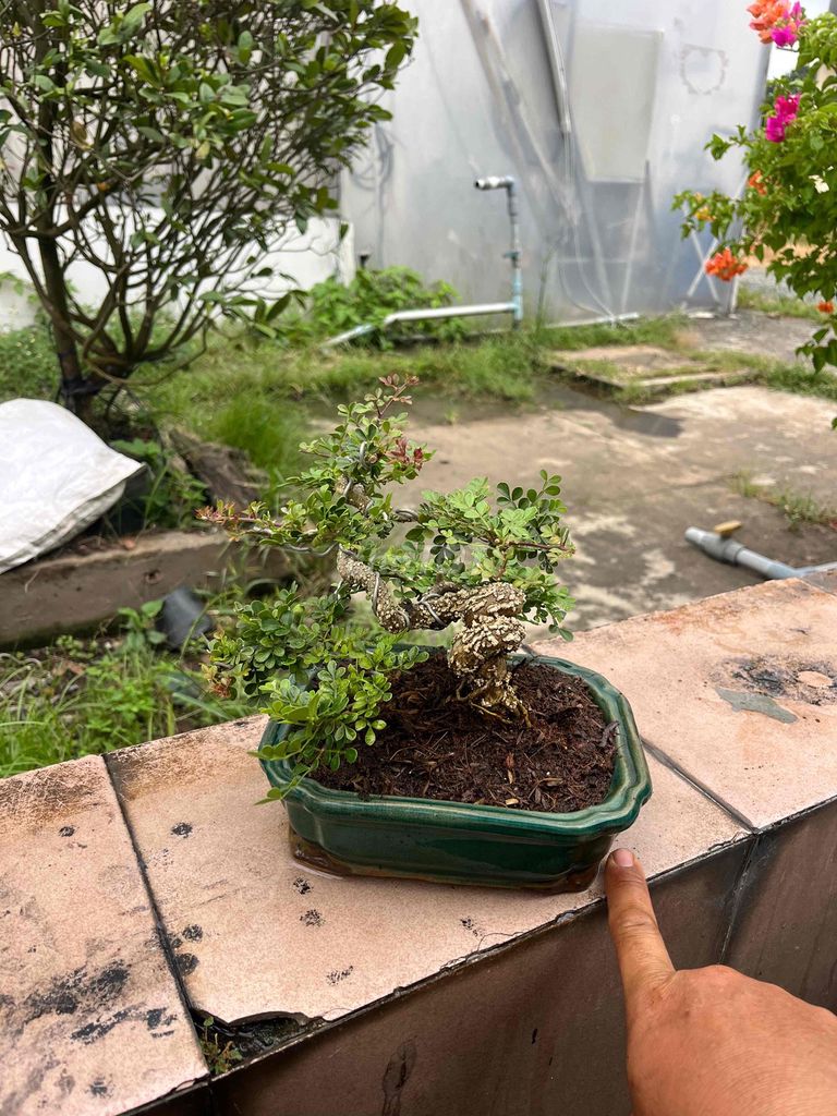 Cây cảnh bonsai Cần thăng Mini. Mua bán Cây cảnh, đồ trang trí tại Thành phố Thủ Đức Tp Hồ Chí Minh được đăng bởi Bảo hình 1