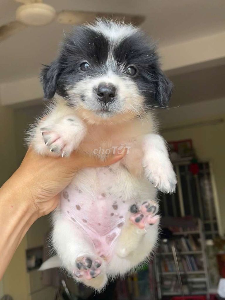 bé gái Nhật Bắc kinh xù mini. Mua bán Chó tại Huyện Bình Chánh Tp Hồ Chí Minh được đăng bởi Quỳnh Trâm hình 1