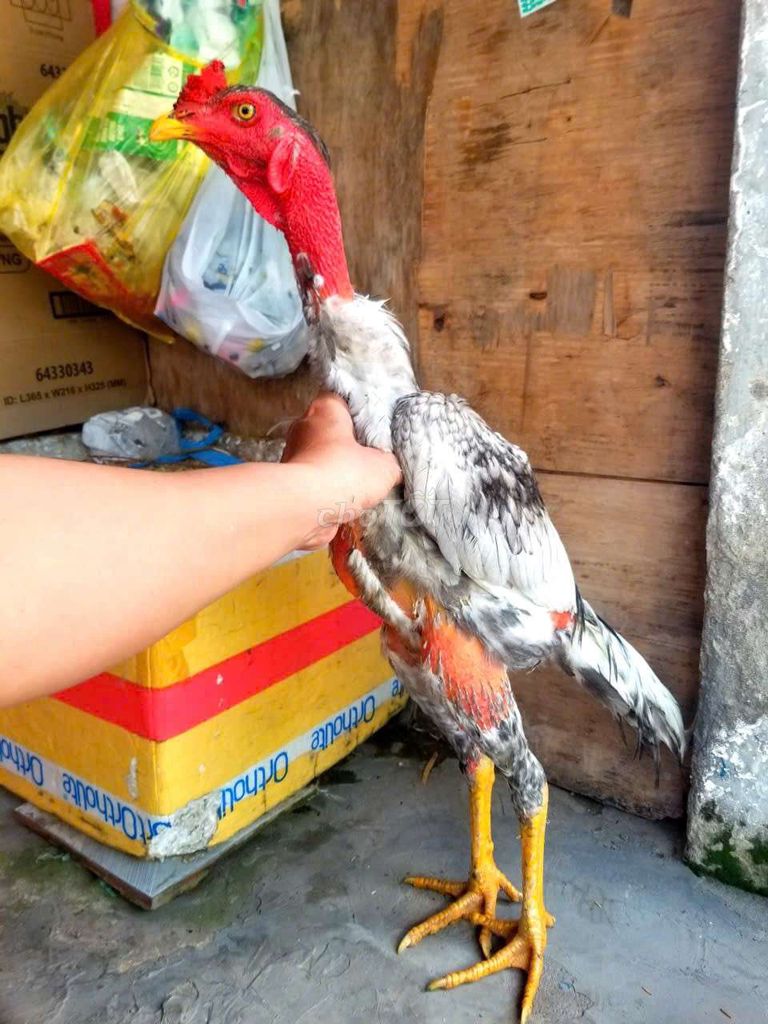 xám tơ thanh lí. Mua bán Gà tại Quận 12 Tp Hồ Chí Minh được đăng bởi minh hình 1