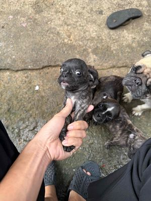 Bull Pháp. Mua bán Chó tại Thị xã Tân Uyên Bình Dương được đăng bởi Kutuấn