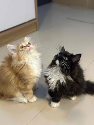Mèo ALD, đen(cái) / cam(đực), đón nhanh fix mạnh