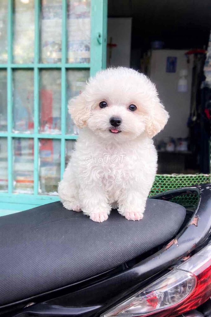 chó POODLE Tyni chân lùn chó nhà ss thuần. Mua bán Chó tại Quận Gò Vấp Tp Hồ Chí Minh được đăng bởi NHÂN hình 1