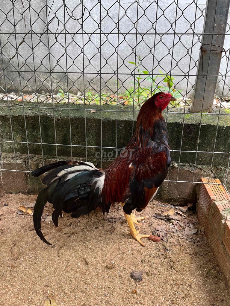 điều đuôi lau 2,7kg trạng 2,8kg. Mua bán Gà tại Huyện Đất Đỏ Bà Rịa - Vũng Tàu được đăng bởi Phong CHICKEN hình 1