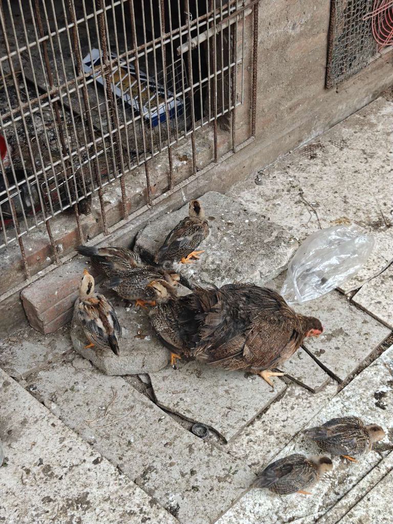 Gà tre 1 tháng tuổi. Mua bán Gà tại Huyện Thanh Oai Hà Nội được đăng bởi Hoàng Nguyễn hình 1