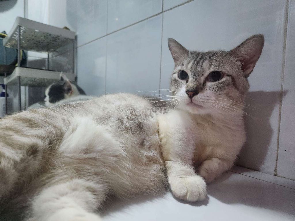 Mèo Anh lông ngắn Tapy chân ngắn. Mua bán Mèo tại Quận Tân Bình Tp Hồ Chí Minh được đăng bởi vũ vũ hình 1