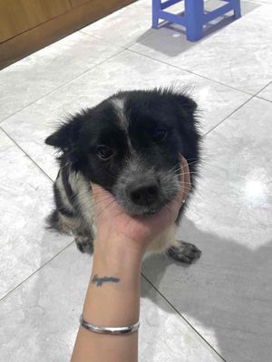 Cho bé cún lông xù bò sữa - có lấy vía (tuỳ tâm). Mua bán Chó tại Quận 1 Tp Hồ Chí Minh được đăng bởi Vi Lê