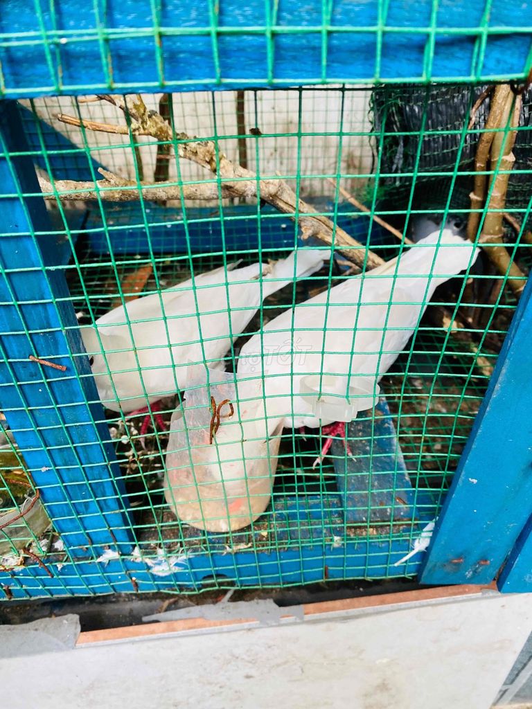 Bồ câu Pháp Trắng - Sáo Đen. Mua bán Chim tại Quận Gò Vấp Tp Hồ Chí Minh được đăng bởi vinh hình 1