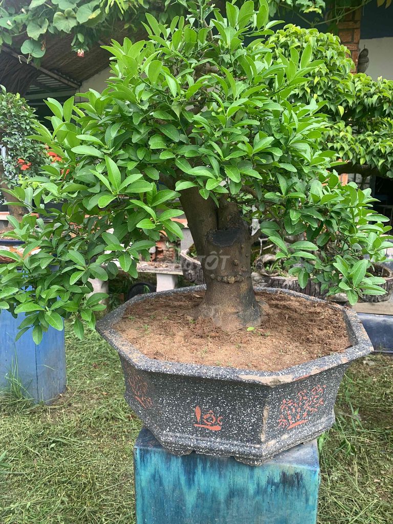 Cây cảnh Chanh ta lâu năm đẹp. Mua bán Cây cảnh, đồ trang trí tại Thành phố Thủ Đức Tp Hồ Chí Minh được đăng bởi Bonsai Quang Châu  hình 1