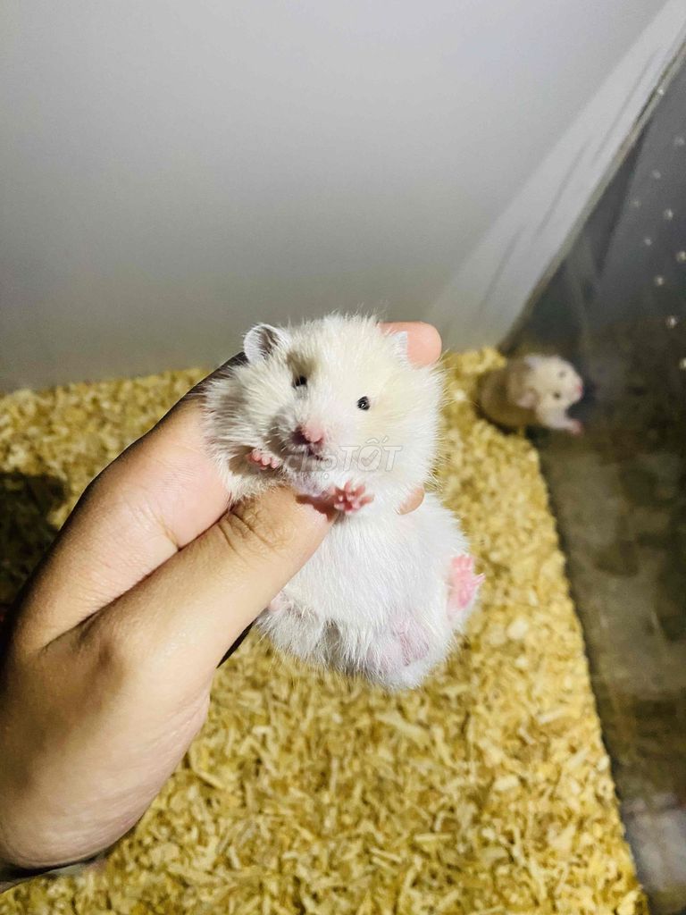 Chuột Hamster Bear Baby siêu đáng yêu. Mua bán Thú cưng khác tại Quận 8 Tp Hồ Chí Minh được đăng bởi Duyên  hình 1
