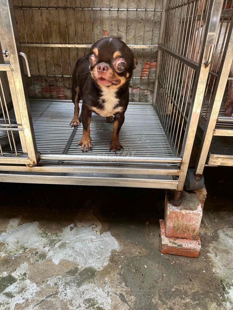 Chó Chihuahua đực Socola phối giống. Mua bán Chó tại Quận Phú Nhuận Tp Hồ Chí Minh được đăng bởi Đỗ khắc tiếng hình 1