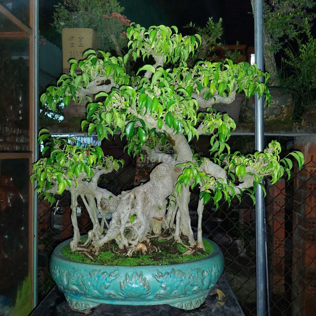 Cây sanh Bonsai 79cm. Mua bán Cây cảnh, đồ trang trí tại Quận Long Biên Hà Nội được đăng bởi Trần Xuân Dương hình 1