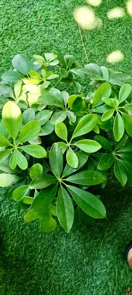 Cây cảnh Ngũ gia bì trang trí nội thất. Mua bán Cây cảnh, đồ trang trí tại Quận Tân Phú Tp Hồ Chí Minh được đăng bởi Cây cảnh sàigòn hình 1