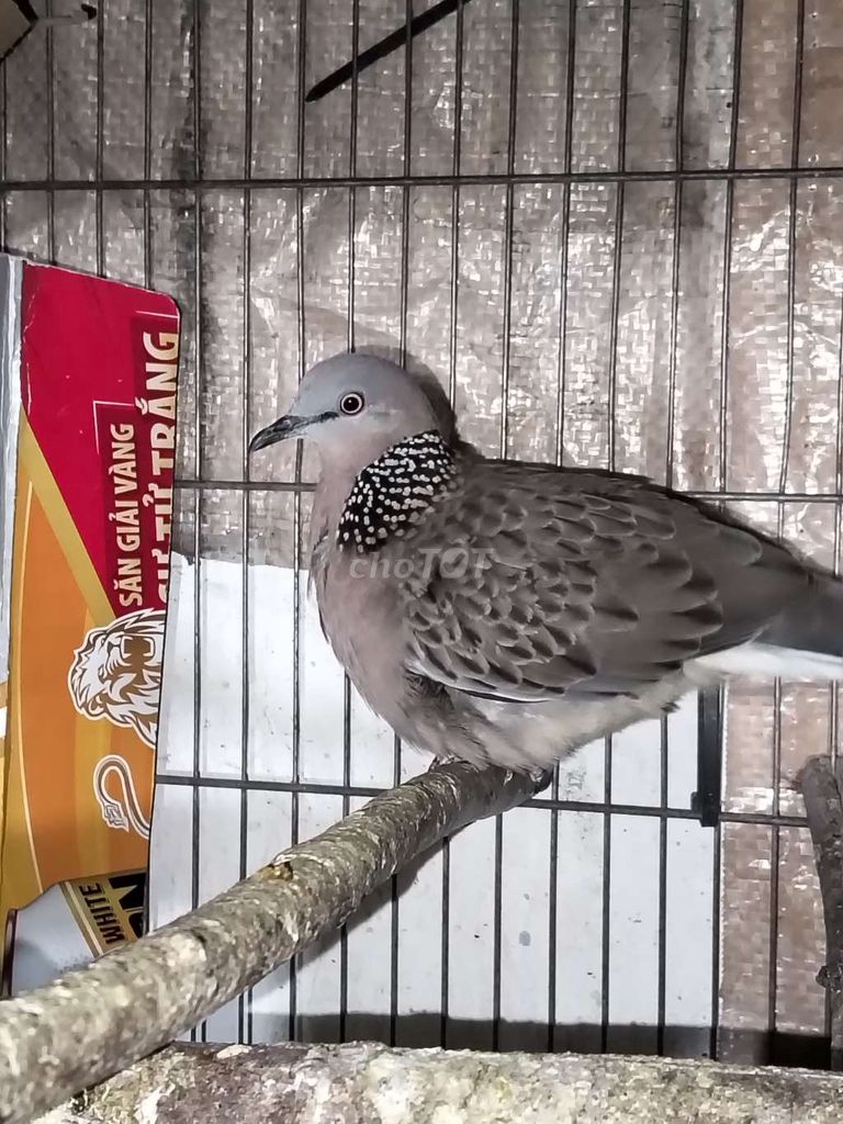 Chim cu gáy Việt gáy rai rai. Mua bán Chim tại Huyện Bình Chánh Tp Hồ Chí Minh được đăng bởi Anh Tuấn hình 1