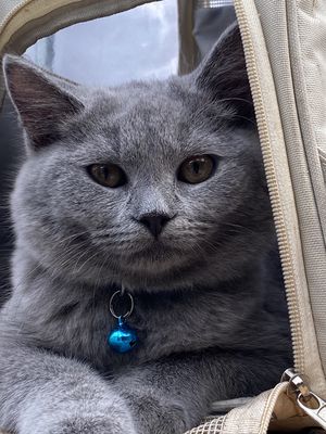 Mèo aln xanh xám thuần chủng, 10 tháng tuổi