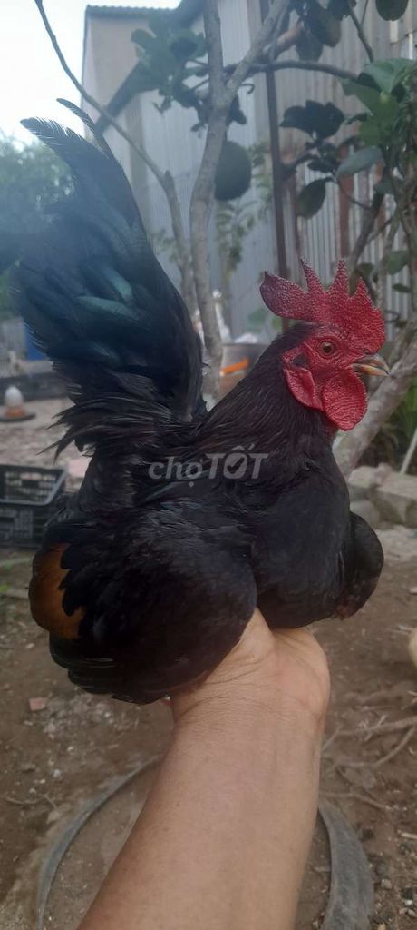Gà tre Thái Segama Đực Khỏe mạnh. Mua bán Gà tại Huyện Tiểu Cần Trà Vinh được đăng bởi Giau Nguyen hình 1