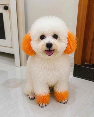 Chó Poodle Trắng Đỏ Đã tiêm phòng
