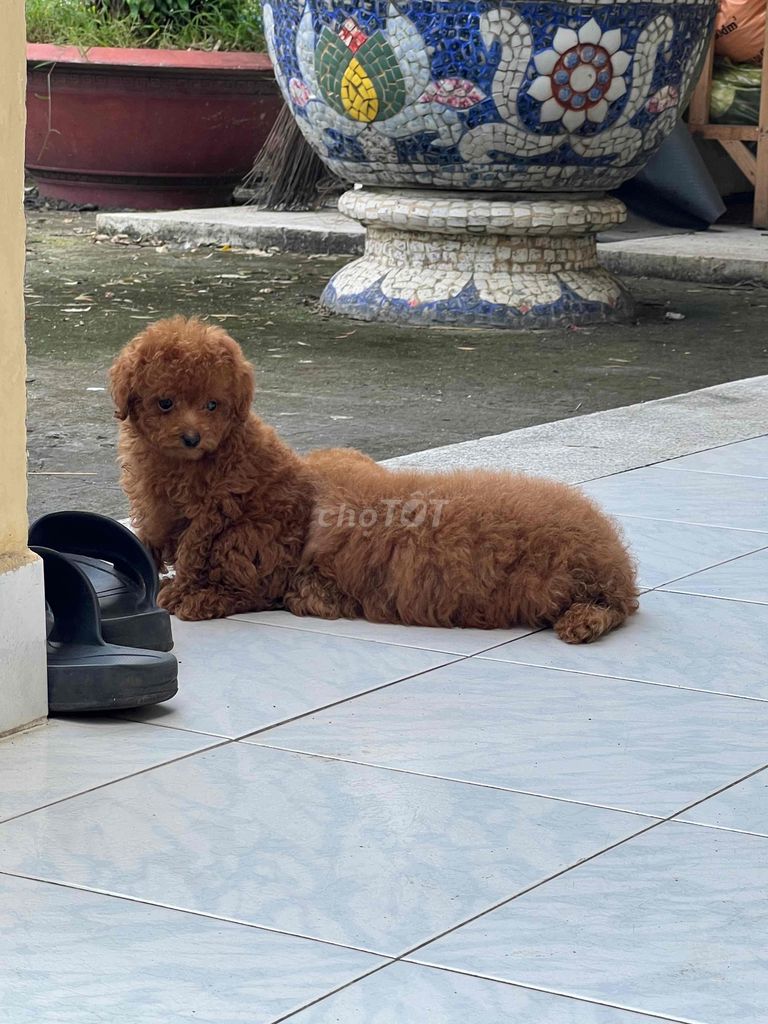 chó poodle thuần chủng