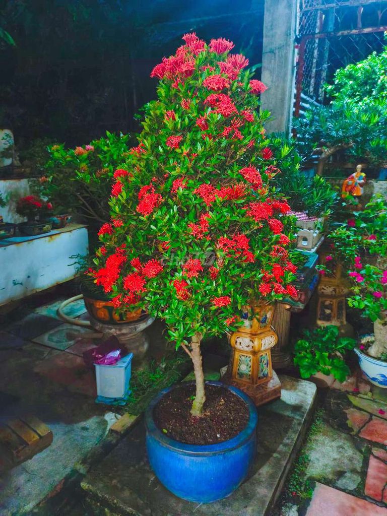 Cây Trang bonsai cao 1,5m hoa quanh năm