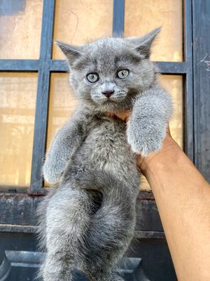 Mèo Anh Lông Ngắn Thuần Chủng 3 Tháng Tuổi