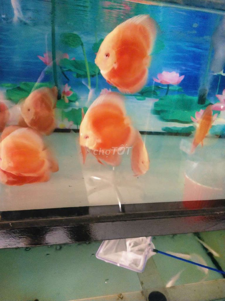 Cá dĩa Đỏ ab 6.7 cm. Mua bán Thú cưng khác tại Quận Tân Bình Tp Hồ Chí Minh được đăng bởi Cá dĩa Như Ý hình 1