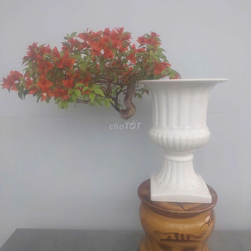 Chậu hoa giấy bonsai màu Carrot dáng huyền đổ