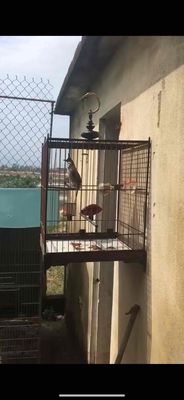 chào mào gốc trà my. Mua bán Chim tại Huyện Bắc Trà My Quảng Nam được đăng bởi Lê quang định 