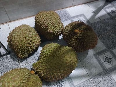 Sầu Riêng hạt lép bao ngon. Mua bán Đồ ăn, thực phẩm và các loại khác tại Thị xã Bến Cát Bình Dương được đăng bởi Nhan 