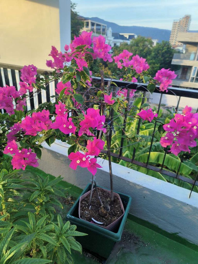 Hoa giấy leo giàn màu Hồng nguyên bản. Mua bán Cây cảnh, đồ trang trí tại Quận Sơn Trà Đà Nẵng được đăng bởi Trong Huynh hình 1