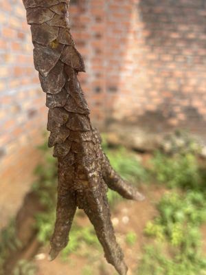 Gà vảy rồng Đen trắng. Mua bán Gà tại Thành phố Kon Tum Kon Tum được đăng bởi bi