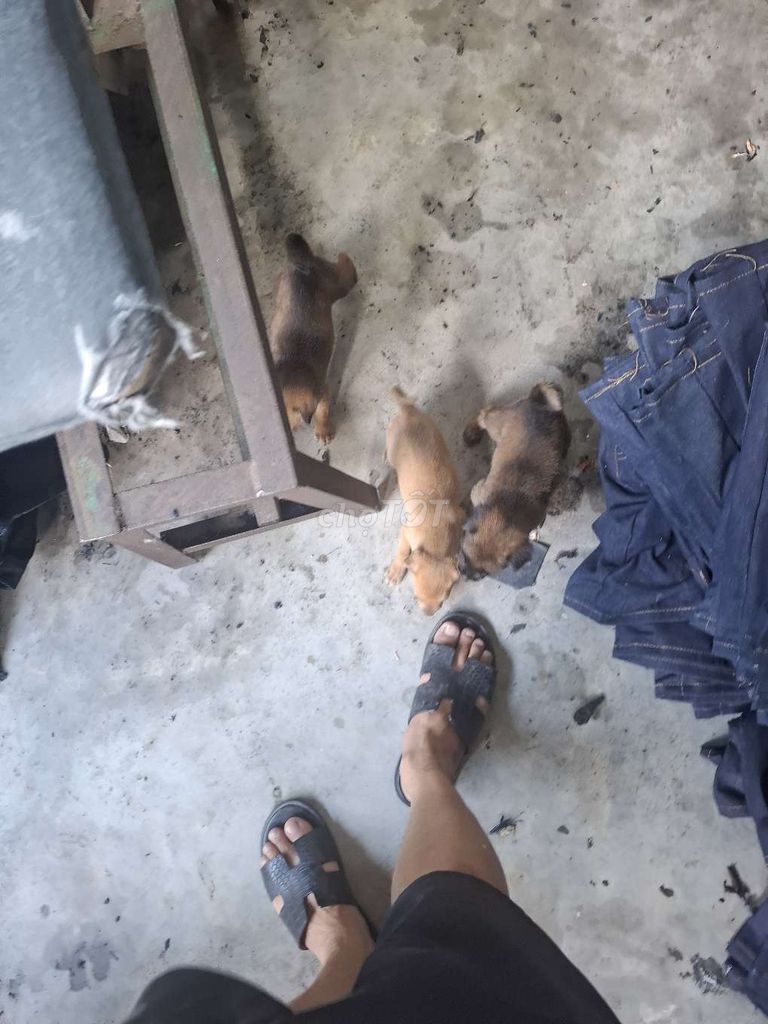 Chó con hơn 1 tháng. Mua bán Chó tại Huyện Hóc Môn Tp Hồ Chí Minh được đăng bởi Tên chưa cung cấp hình 1