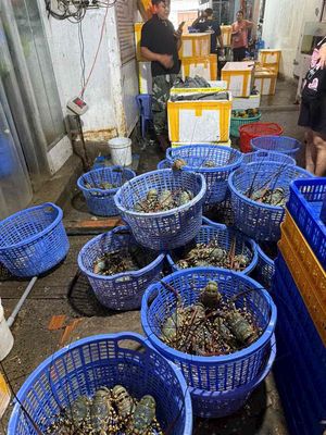 Tôm hùm tươi sống, số lượng lớn. Mua bán Đồ ăn, thực phẩm và các loại khác tại Quận Bình Thạnh Tp Hồ Chí Minh được đăng bởi Hải sản giá sỉ và lẻ