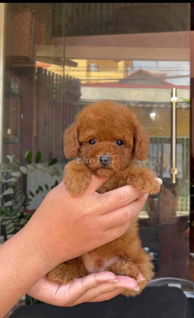 Chó Poodle nâu đỏ. Mua bán Chó tại Quận 12 Tp Hồ Chí Minh được đăng bởi dung hình 1