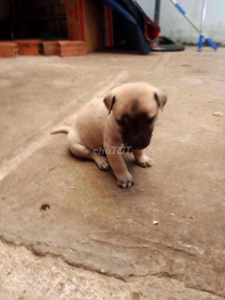 Chó con hơn 1 tháng. Mua bán Chó tại Quận 8 Tp Hồ Chí Minh được đăng bởi bán dog  hình 1