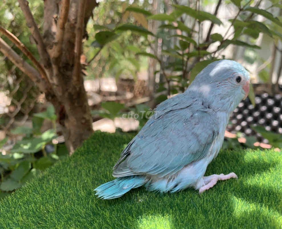 Vẹt Parrotlet baby