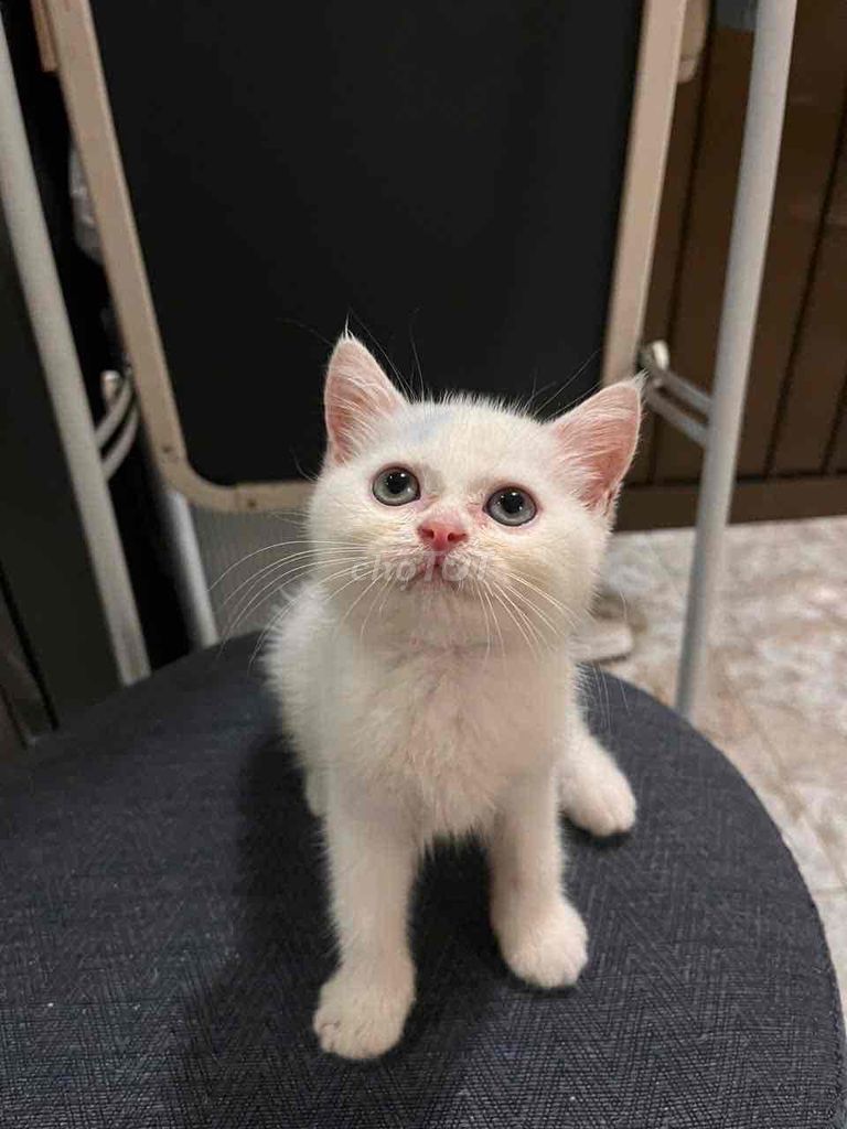 MÈO CÁI ALN 3 tháng tuổi