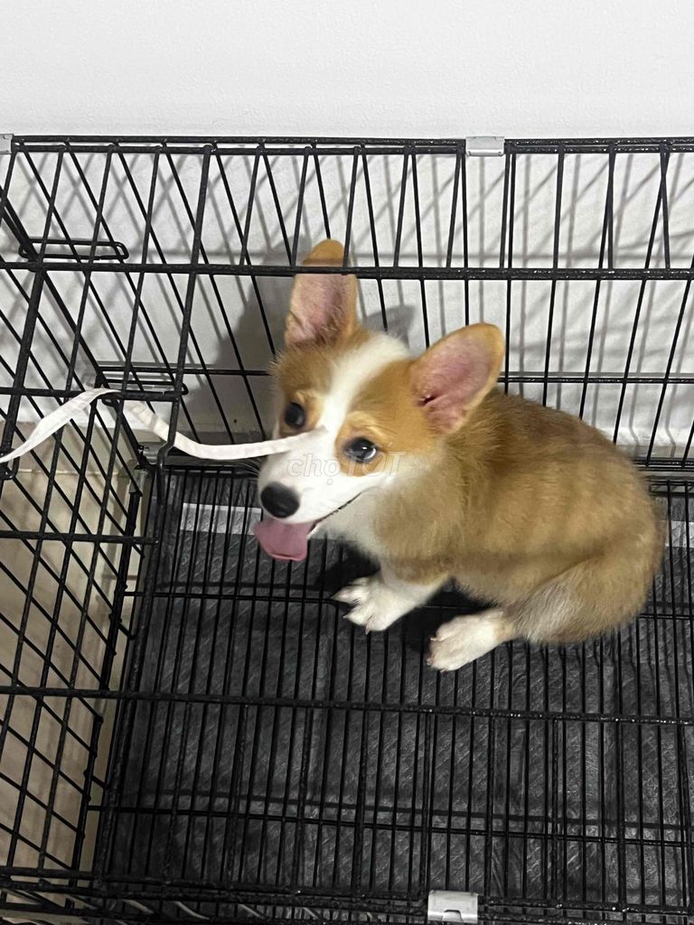 Chó Corgi 3 tháng đã tiêm 2 mũi. Mua bán Chó tại Quận Bình Thạnh Tp Hồ Chí Minh được đăng bởi Phạm Lợi hình 1