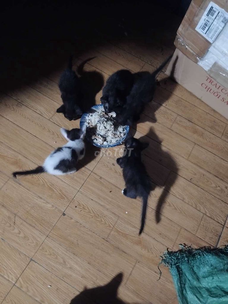 Mèo con Đực Cái Đen Trắng Đen. Mua bán Mèo tại Huyện Châu Thành Tiền Giang được đăng bởi Tên chưa cung cấp hình 1
