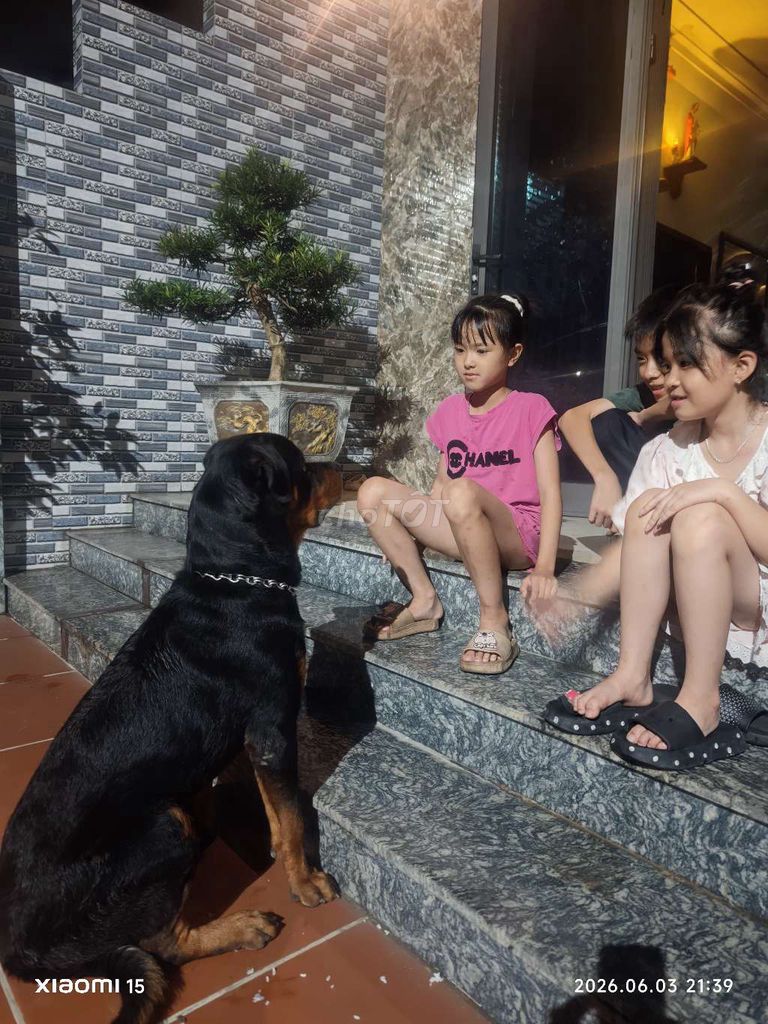 Chó Rottweiler đực 9 tháng 40kg Đen vàng. Mua bán Chó tại Huyện Yên Phong Bắc Ninh được đăng bởi Hưng hình 1