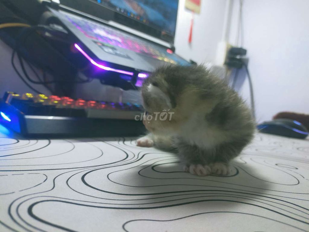 Mèo lông ngắn con khỏe mạnh. Mua bán Mèo tại Thành phố Dĩ An Bình Dương được đăng bởi trại mèo minh phát hình 1