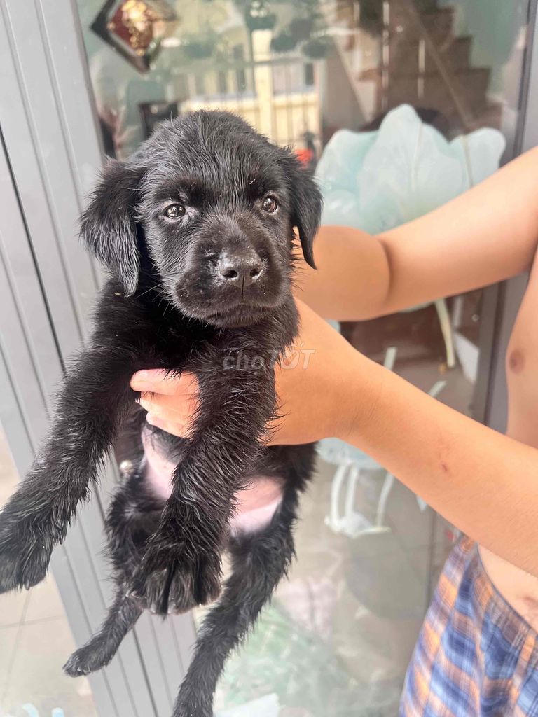 Chó Labrador con dưới 5 tháng