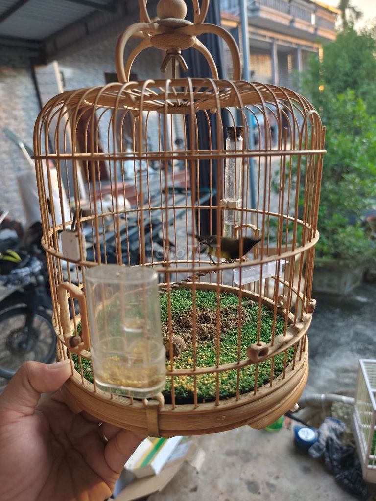 Cần bán 2 bộ hút mật.. Mua bán Chim tại Huyện Trực Ninh Nam Định được đăng bởi Nội Thất Phạm Tổng hình 2